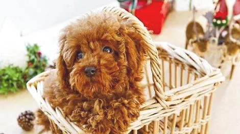泰迪犬拉出果冻状便便是肠炎吗？
