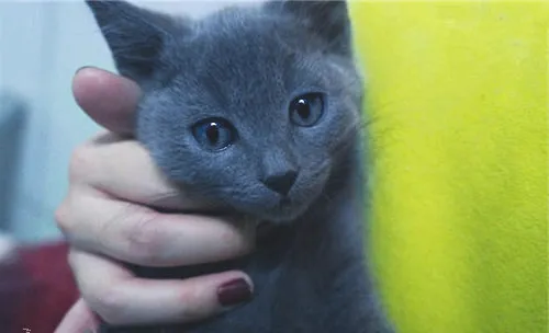 俄罗斯蓝猫多少钱一只？