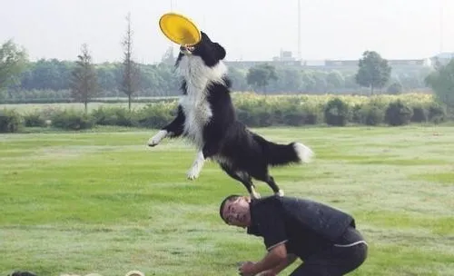 如何训练狗狗接飞盘