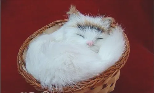 你对猫咪的行为知晓多少呢