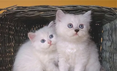 教你自制简易猫玩具