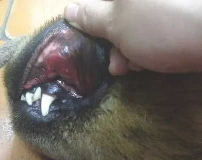 一例松狮串犬的口炎病例分析