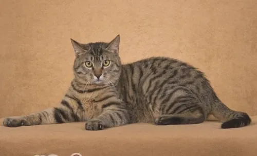 猫咪喜欢爬床睡觉该怎么办