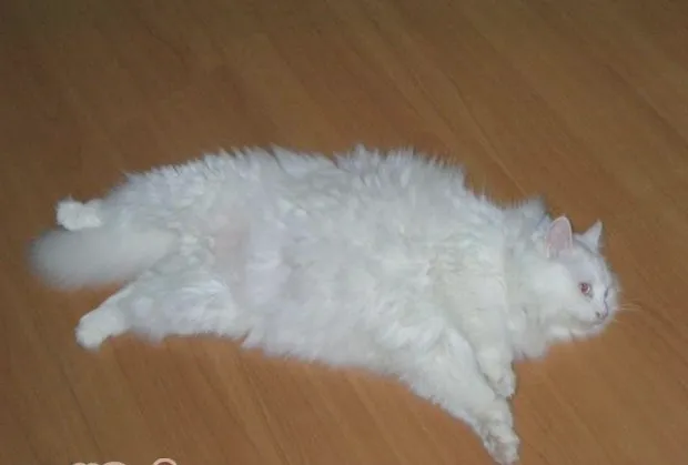 猫咪胰腺炎的病因