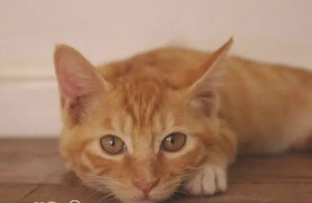 如何与心爱的猫咪亲吻