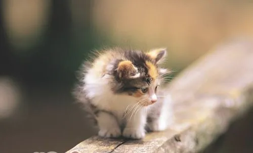 生淡水鱼可能会要了猫咪的命