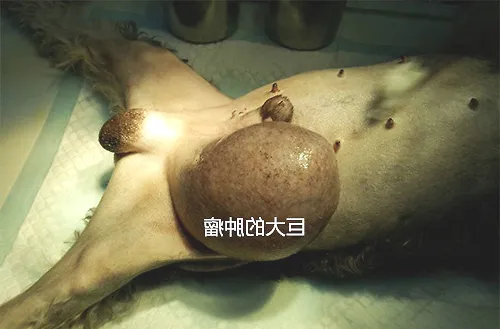 一例犬隐睾肿瘤的病例