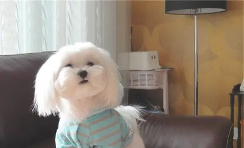 犬败血症的症状有哪些