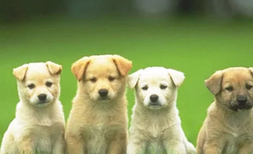 犬性激素皮肤病处理