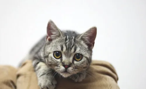 如何调教好美短