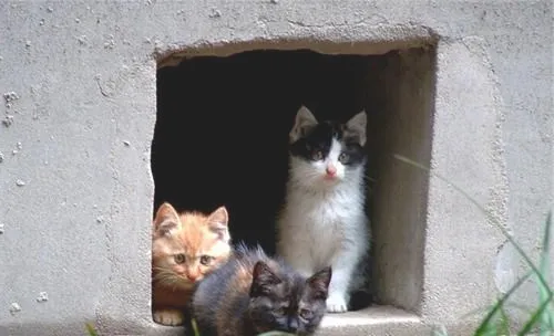养猫家庭如何饲养其他小动物