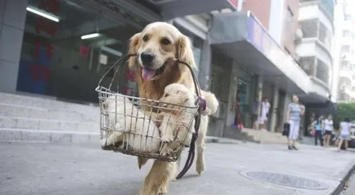 训练狗狗之前不可不知的事项