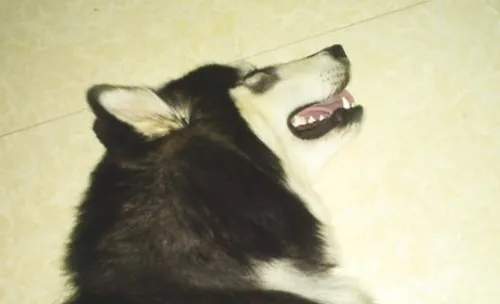 狗狗中毒后哪些事可以做