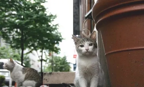 不是每只流浪猫都适合被圈养