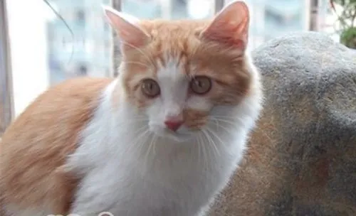 土耳其安哥拉猫的喂食要求