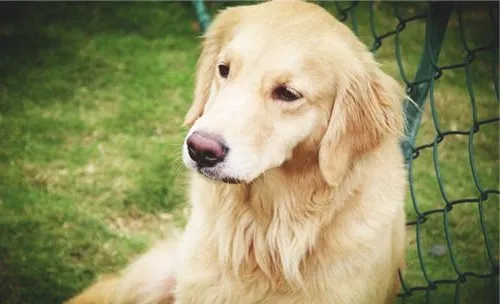 犬髋关节发育不良的症状表现