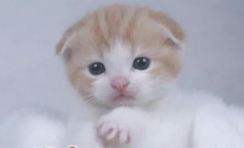 猫咪能不能吃冷饮