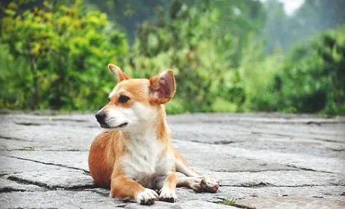 狗狗有异食癖怎么办？狗狗异食癖治疗