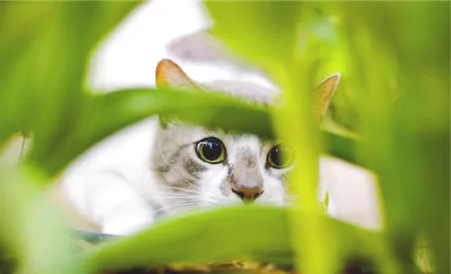 养猫的家庭不能种植什么植物？