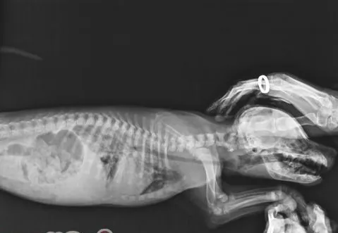 小病宜治不宜拖—犬大叶性肺炎
