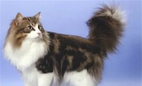 两个细节提示您猫咪健康隐患