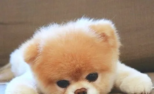 狗狗抽搐的处理方法