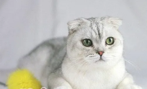 折耳猫价格为什么那么高