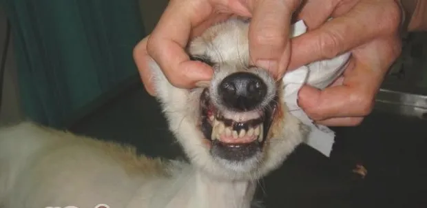 预防狗狗齿槽脓漏症