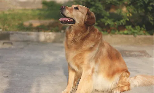 金毛犬驱虫药的品牌推荐