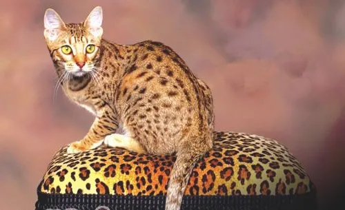 猫咪示好的方式有哪些