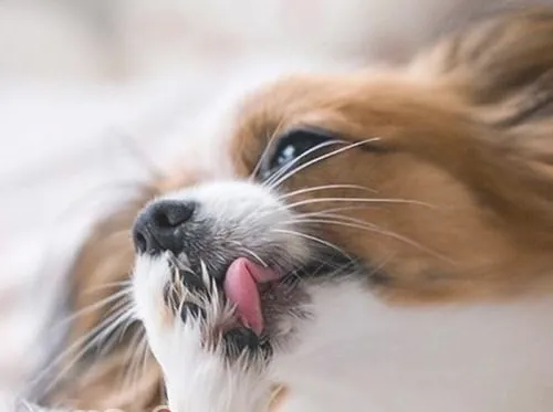 狗狗舔舐性肉芽肿的原因及治疗