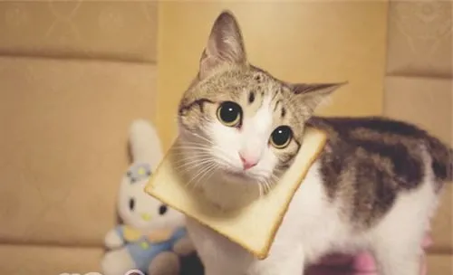 猫咪也会情绪低落吗？