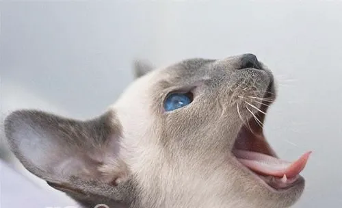 猫咪打架行为分析
