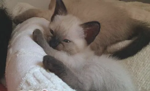 如何教会猫咪使用猫洞