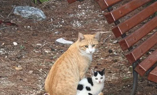 猫咪领养之你是否适合领养幼猫