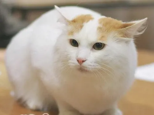 分析猫咪的呼吸系统特征