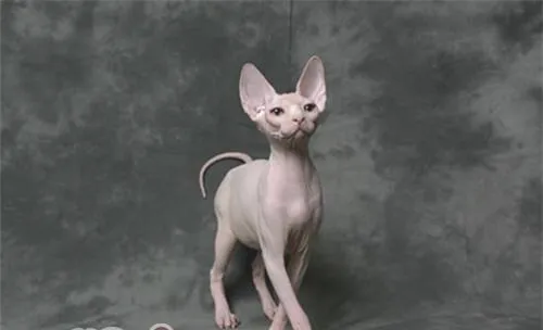 为什么有些人会对猫毛过敏？