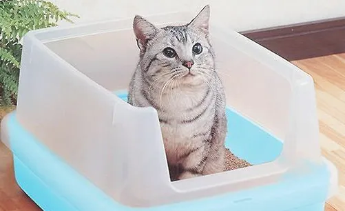 养猫家庭有异味全是猫咪的责任吗？