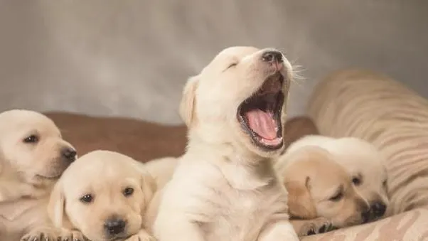 宠物主必知关于狗狗驱虫的问题