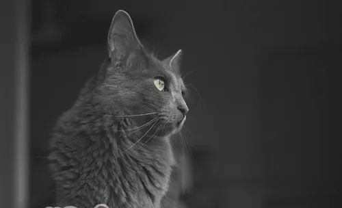 猫咪什么时候开始成为宠物