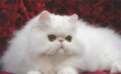 猫咪胸膜炎的病因