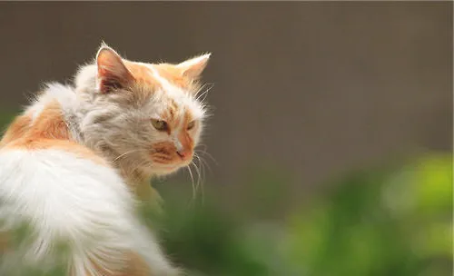 猫咪的领地意识有多强？