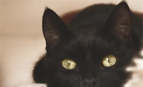 怀孕猫咪临产前有哪些征兆