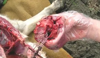 关于犬心丝虫病的病原及防治