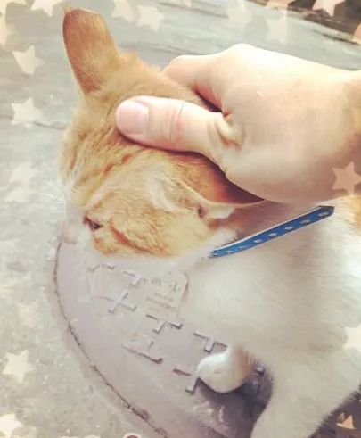 捡到流浪猫该怎么办？（三）（领养回访篇）