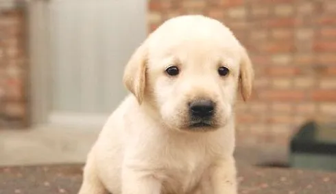 拉布拉多犬怎么训练？拉布拉多犬训练方法