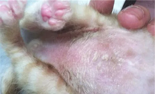 关于猫癣的一些小知识