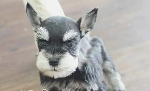 狗狗尿结石怎么办