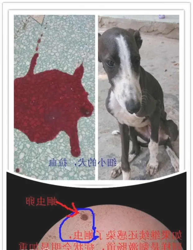 关于犬蛔虫病的介绍