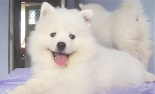 犬传染性肠炎的临床症状